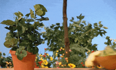 Магазин для Питомников Магазин для Питомников